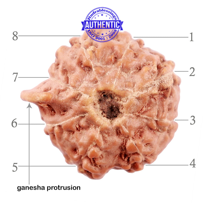 8 Mukhi Indonesian Ganesh Rudraksha - Bead No. 5