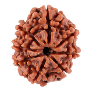 8 Mukhi Nepalese Rudraksha - Bead No. 51