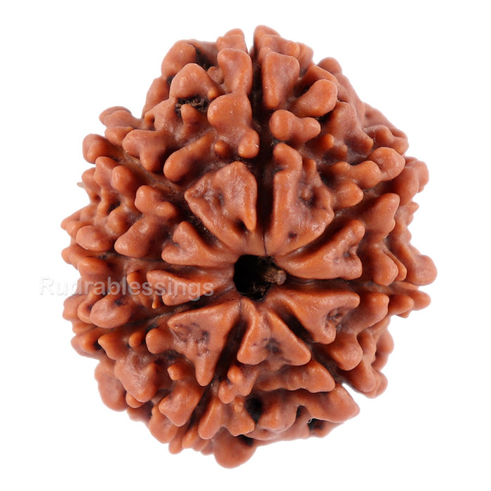 8 Mukhi Nepalese Rudraksha - Bead No. 51