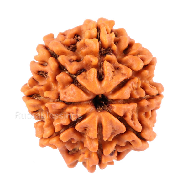 8 Mukhi Nepalese Rudraksha - Bead No. 54