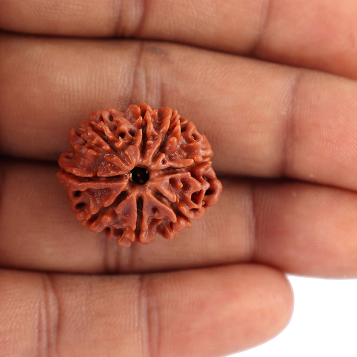 8 Mukhi Nepalese Rudraksha - Bead No. 31