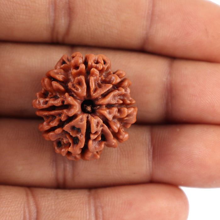 8 Mukhi Nepalese Rudraksha - Bead No. 32
