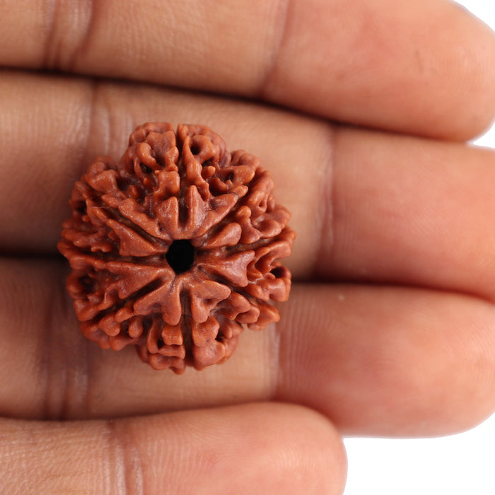 8 Mukhi Nepalese Rudraksha - Bead No. 34