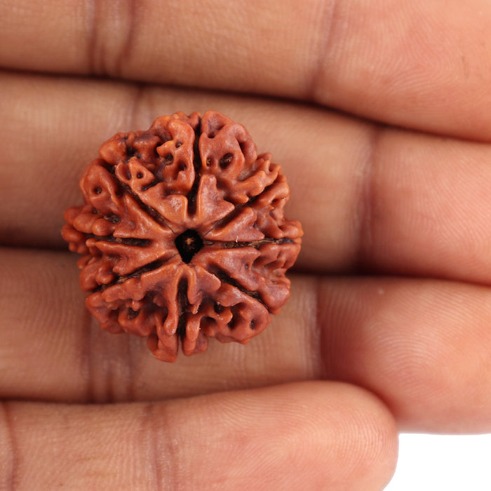 8 Mukhi Nepalese Rudraksha - Bead No. 35