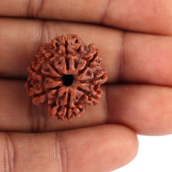 8 Mukhi Nepalese Rudraksha - Bead No. 36