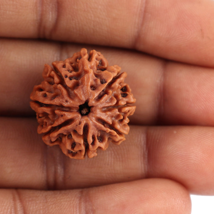 8 Mukhi Nepalese Rudraksha - Bead No. 39