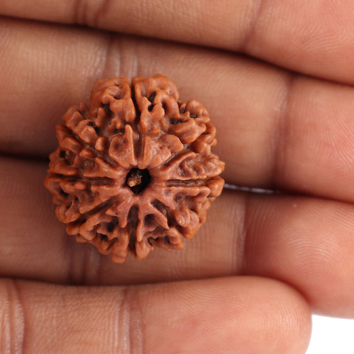 8 Mukhi Nepalese Rudraksha - Bead No. 40