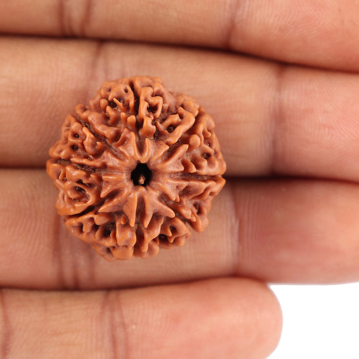 8 Mukhi Nepalese Rudraksha - Bead No. 41