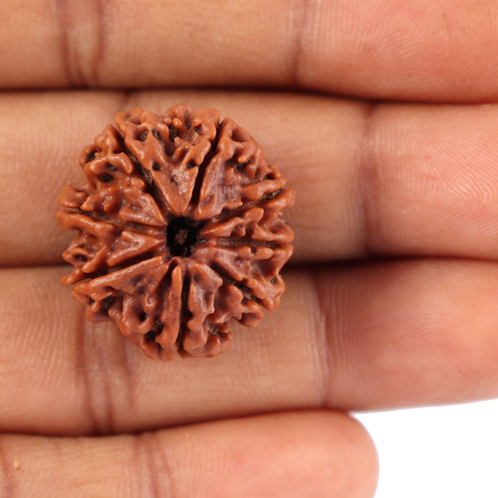 8 Mukhi Nepalese Rudraksha - Bead No. 42