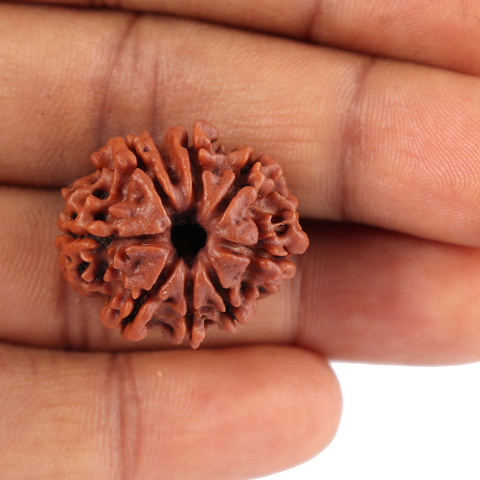 8 Mukhi Nepalese Rudraksha - Bead No. 43