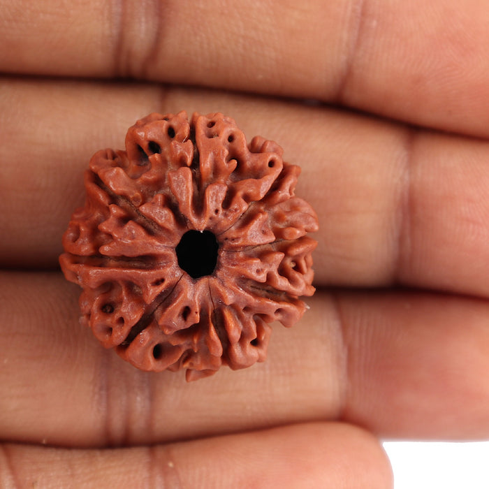 8 Mukhi Nepalese Rudraksha - Bead No. 44