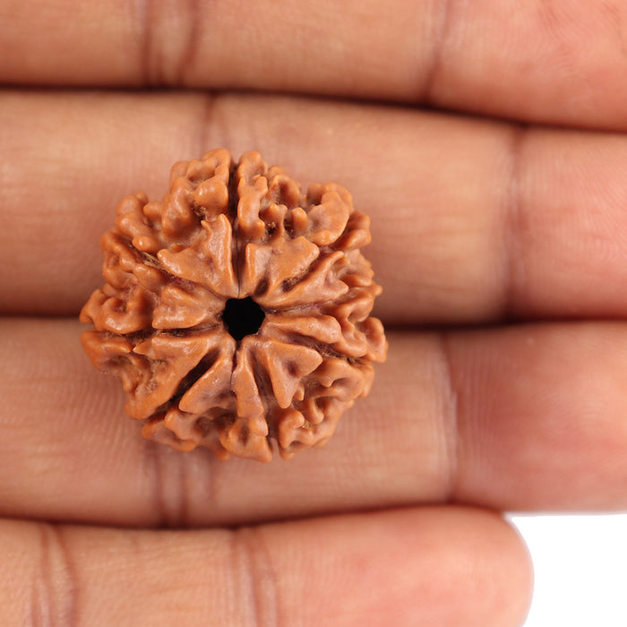 8 Mukhi Nepalese Rudraksha - Bead No. 46