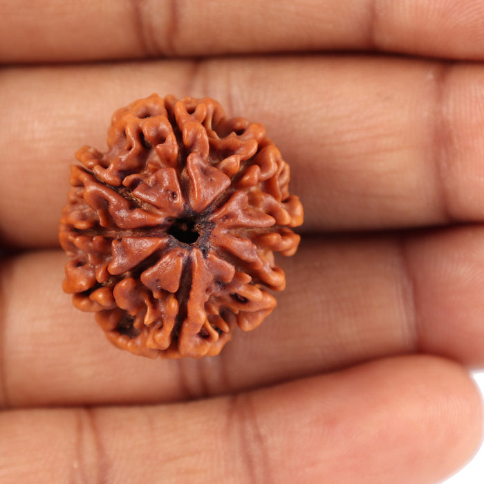 8 Mukhi Nepalese Rudraksha - Bead No. 48