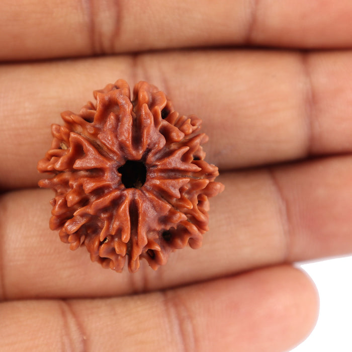 8 Mukhi Nepalese Rudraksha - Bead No. 49