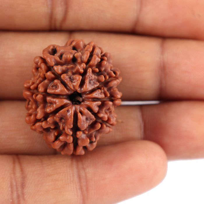 8 Mukhi Nepalese Rudraksha - Bead No. 51
