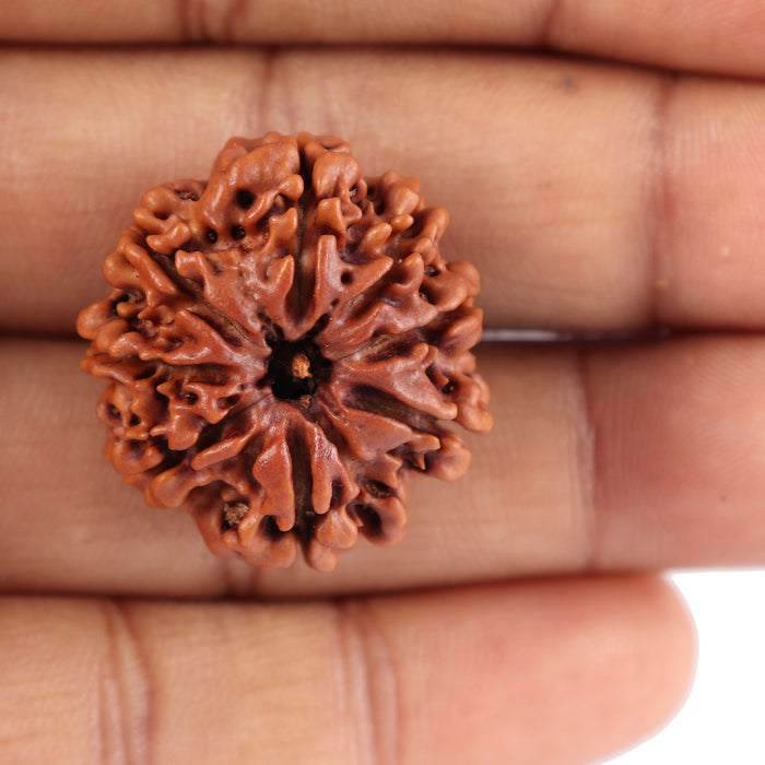 8 Mukhi Nepalese Rudraksha - Bead No. 52