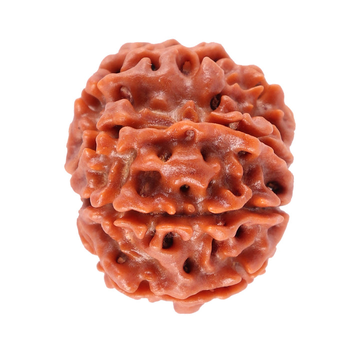 8 Mukhi Nepalese Rudraksha - Bead No. 31