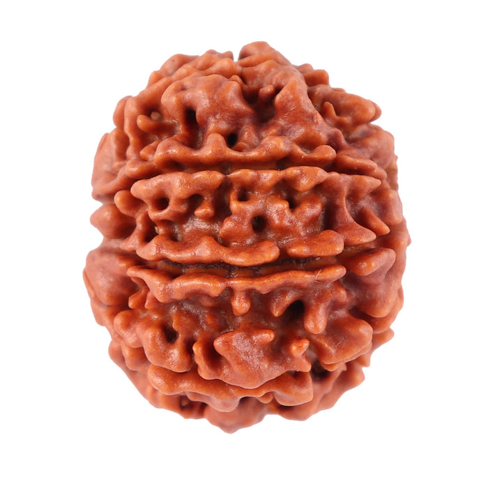 8 Mukhi Nepalese Rudraksha - Bead No. 34