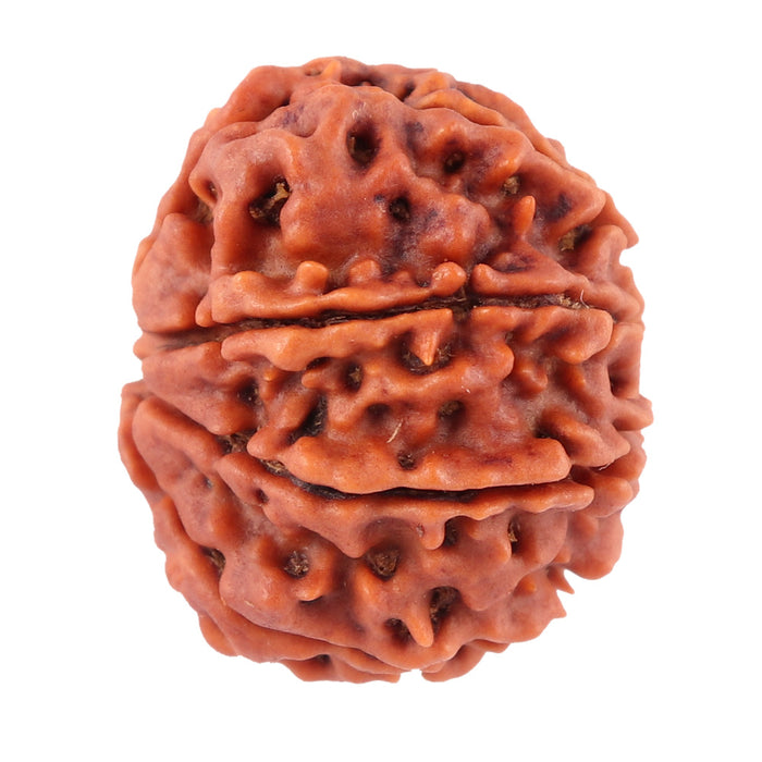 8 Mukhi Nepalese Rudraksha - Bead No. 35