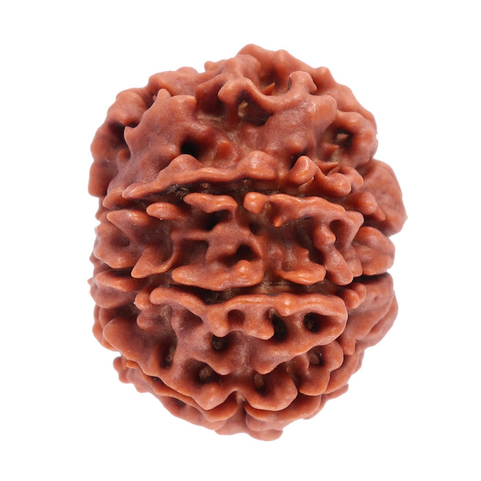 8 Mukhi Nepalese Rudraksha - Bead No. 38