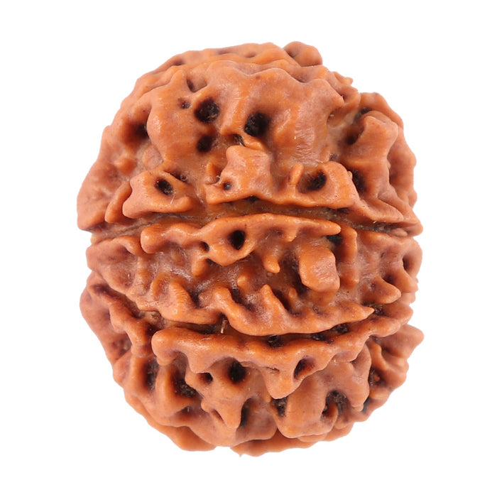 8 Mukhi Nepalese Rudraksha - Bead No. 40