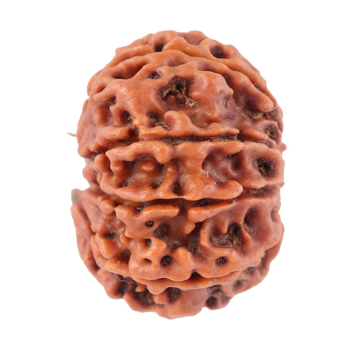8 Mukhi Nepalese Rudraksha - Bead No. 42