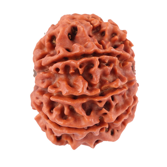 8 Mukhi Nepalese Rudraksha - Bead No. 44