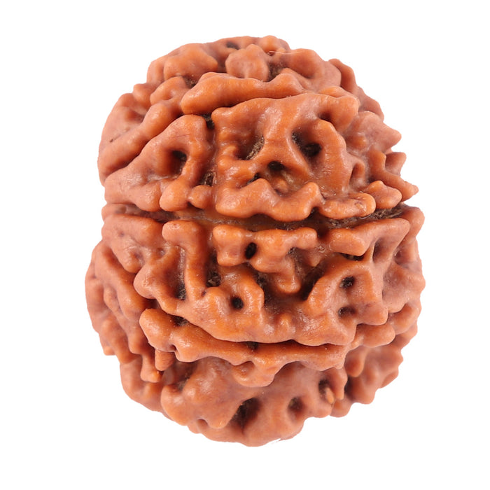 8 Mukhi Nepalese Rudraksha - Bead No. 45