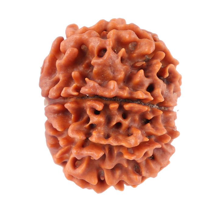 8 Mukhi Nepalese Rudraksha - Bead No. 49