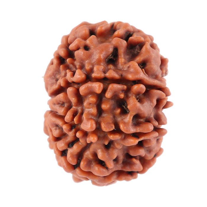 8 Mukhi Nepalese Rudraksha - Bead No. 51