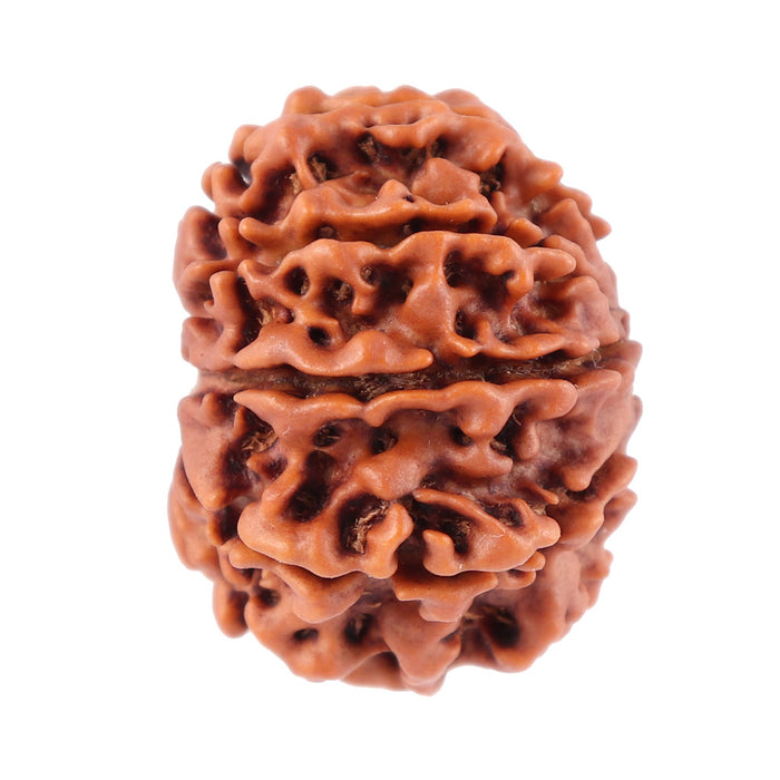 8 Mukhi Nepalese Rudraksha - Bead No. 52