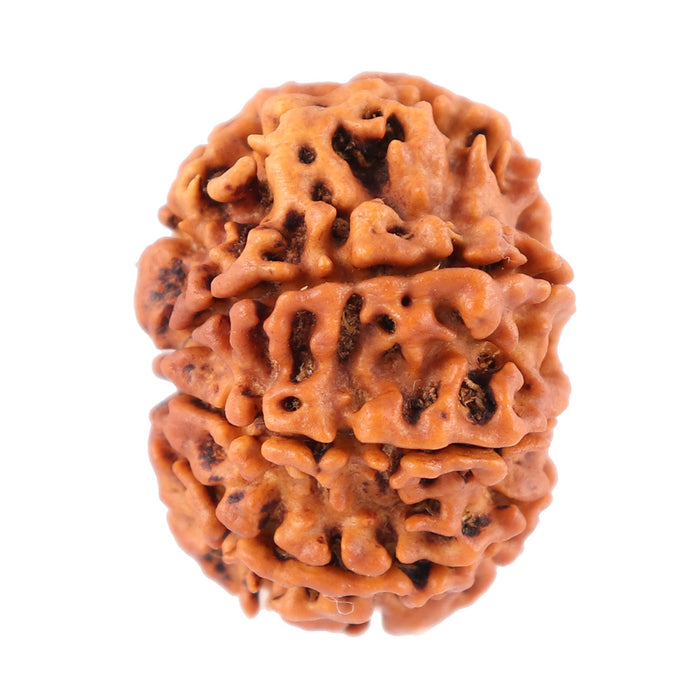 8 Mukhi Nepalese Rudraksha - Bead No. 53