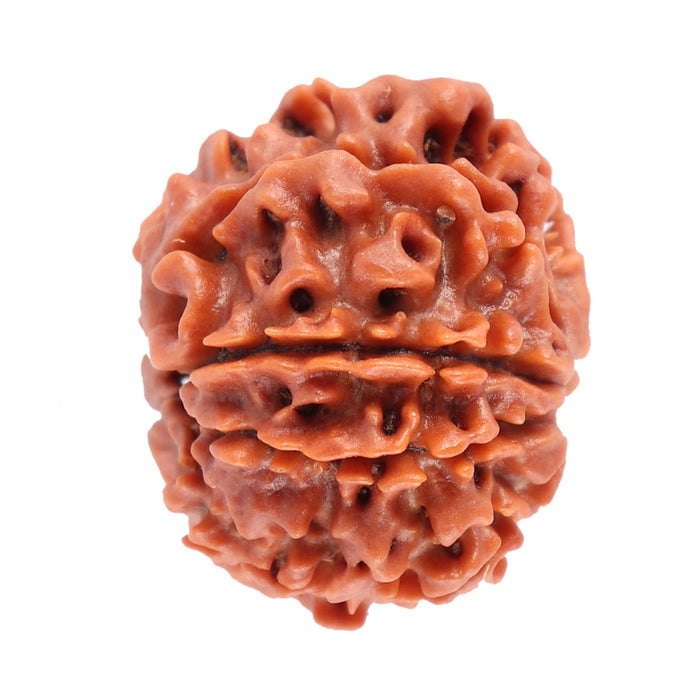 8 Mukhi Nepalese Rudraksha - Bead No. 31