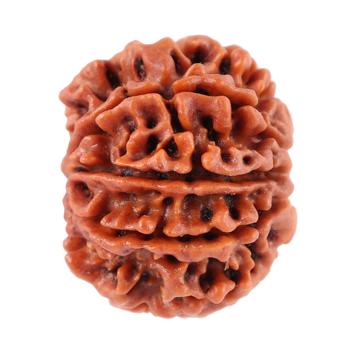 8 Mukhi Nepalese Rudraksha - Bead No. 32