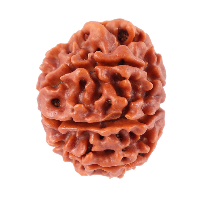 8 Mukhi Nepalese Rudraksha - Bead No. 33