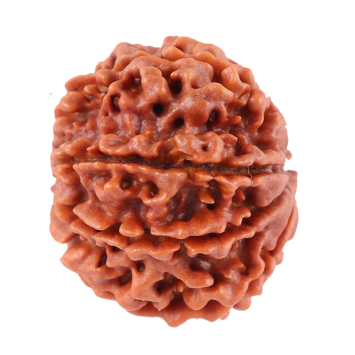 8 Mukhi Nepalese Rudraksha - Bead No. 34