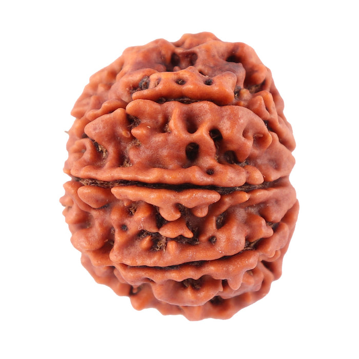 8 Mukhi Nepalese Rudraksha - Bead No. 35
