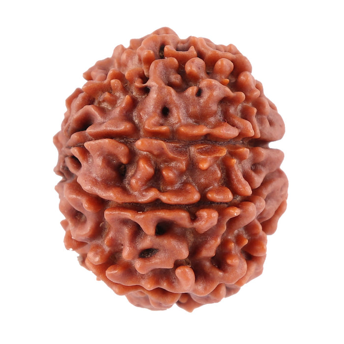 8 Mukhi Nepalese Rudraksha - Bead No. 36