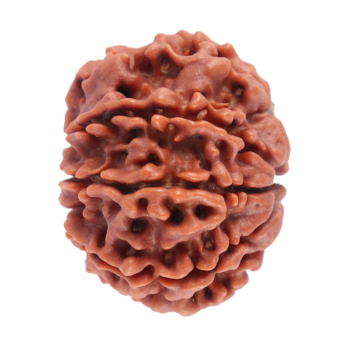 8 Mukhi Nepalese Rudraksha - Bead No. 38