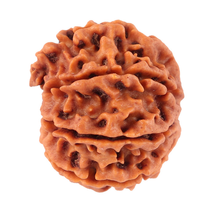 8 Mukhi Nepalese Rudraksha - Bead No. 39