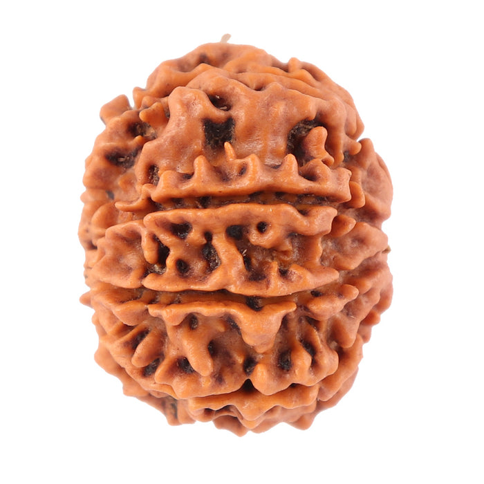 8 Mukhi Nepalese Rudraksha - Bead No. 40