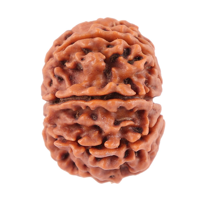 8 Mukhi Nepalese Rudraksha - Bead No. 42