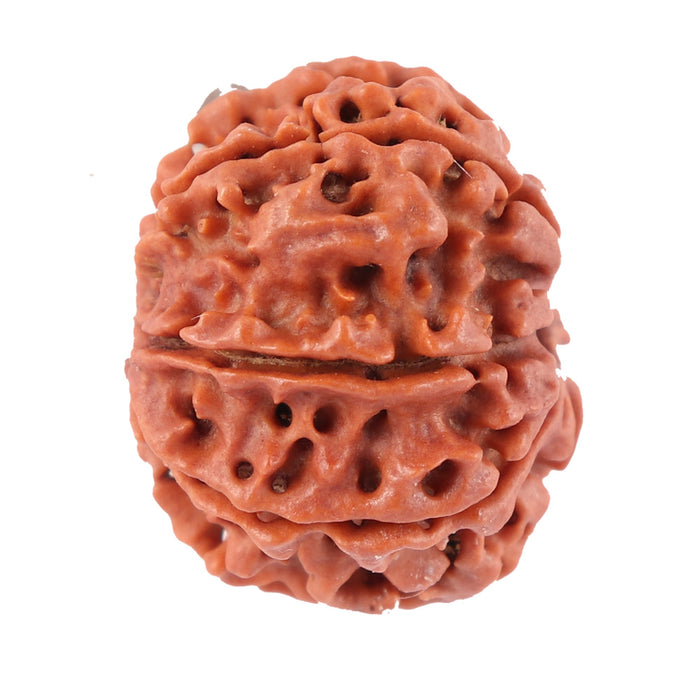 8 Mukhi Nepalese Rudraksha - Bead No. 44