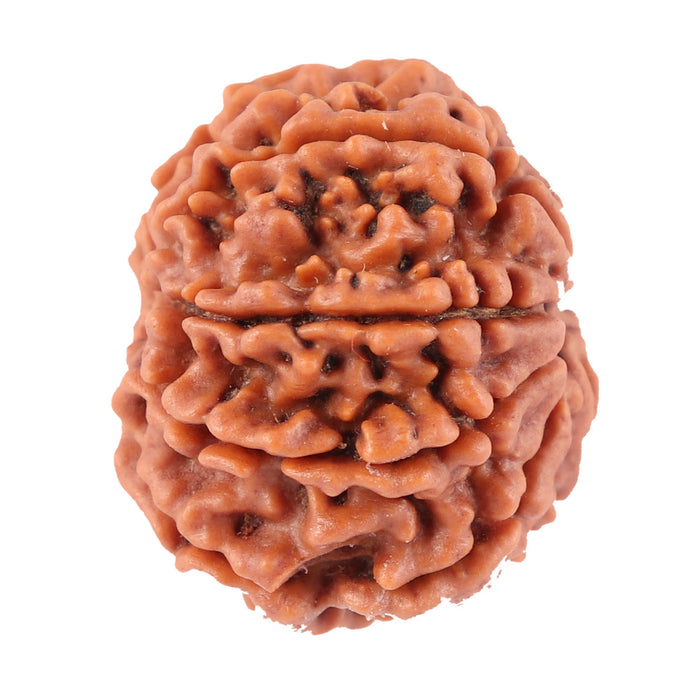 8 Mukhi Nepalese Rudraksha - Bead No. 45