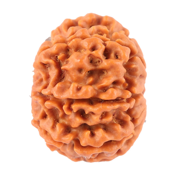 8 Mukhi Nepalese Rudraksha - Bead No. 46