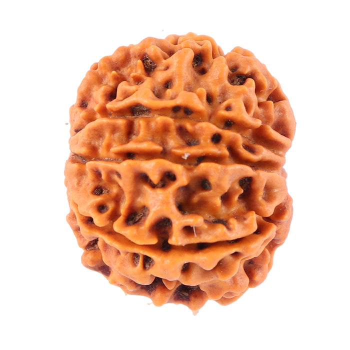 8 Mukhi Nepalese Rudraksha - Bead No. 47