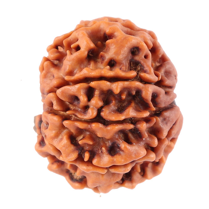 8 Mukhi Nepalese Rudraksha - Bead No. 48