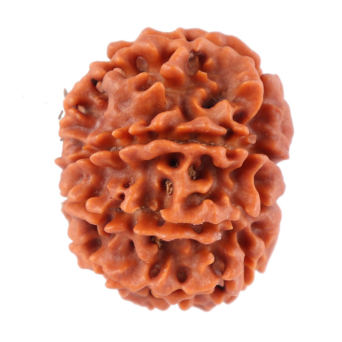 8 Mukhi Nepalese Rudraksha - Bead No. 49