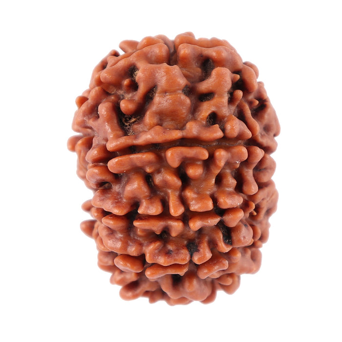 8 Mukhi Nepalese Rudraksha - Bead No. 51
