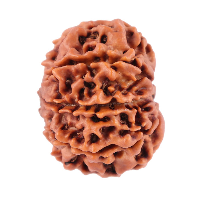 8 Mukhi Nepalese Rudraksha - Bead No. 52